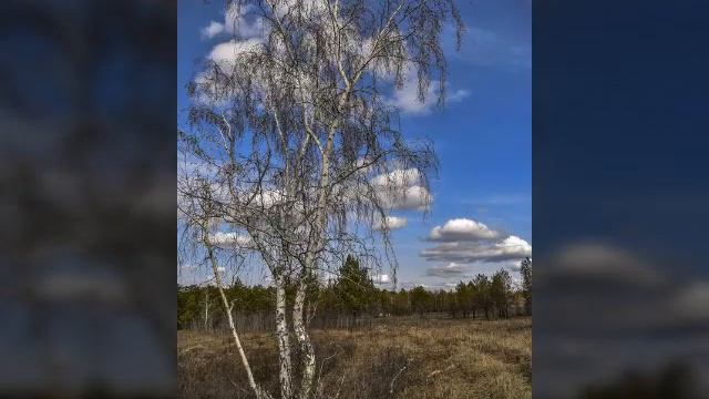 Во поле березка стояла смотреть онлайн