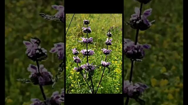 Пение соловья . Звуки природы для релаксации