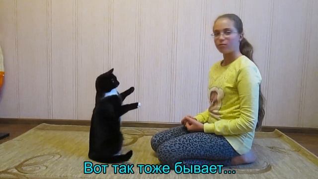Дрессировка кота. Команда АП. Как научить? смотреть онлайн