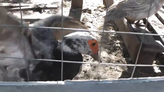 ПРЕДЛАГАЮ МУСКУСНЫХ УТЯТ смотреть онлайн