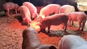 Поросята Гибриды (Хряк породы дюрок + свиноматка породы Ландрас самая что не на есть обычная)48дней