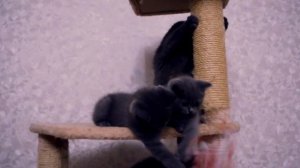 DIY ЛАЙФХАКИ ДЛЯ КОТА  | Кошачья семья | Игрушки своими руками