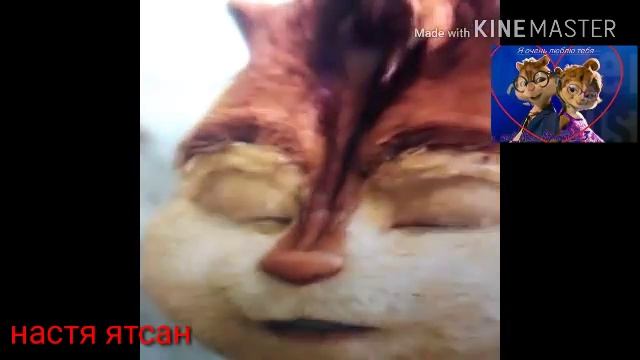 Клип:бурундуки и бурундушки зачем смотреть онлайн