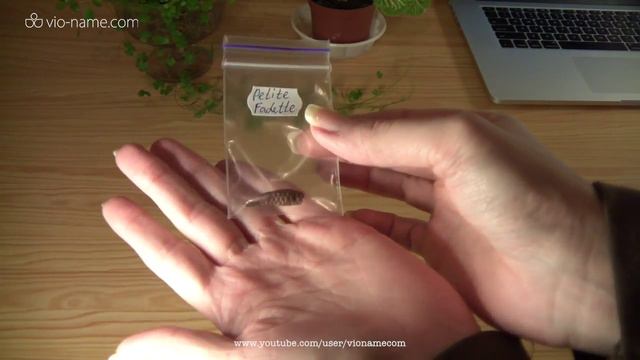 VLOG: мои старые и новые растения смотреть онлайн