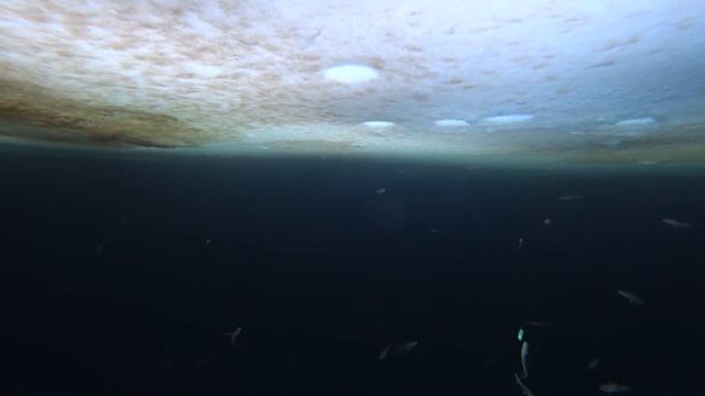 А завтра ВЕСНА . Зимняя рыбалка. Сахалин. (подводные съемки) смотреть онлайн