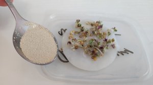 Я была в Шоке, Даже Старые СЕМЕНА ПРОРАСТАЮТ через 2 Часа, Рассада Растет Крепкая и Урожайная!