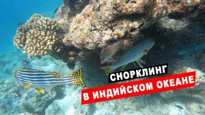 Снорклинг в Индийском океане у острова Бандос Мальдивы. Домашний риф отеля Бандос. Bandos Maldives.