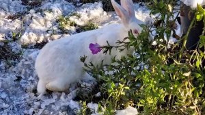 Пити Азербайджанская Кухня Деревенская Кухня Рецепты бабушки
