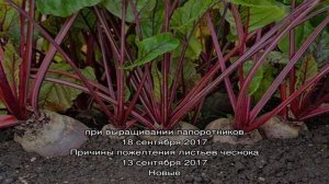 Болезни свеклы: наглядные фото, подробное описание и ситуационное лечение