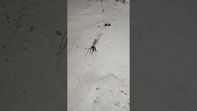 Разборки Комара и Поука