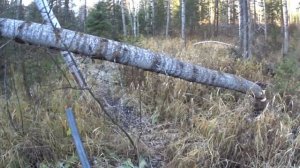 охота на рябчика с манками ЧЕМПИОН. охота в Сибири на рябчика.