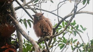 РАССЛАБЛЯЮЩАЯ МУЗЫКА, СНИМАЮЩАЯ ГОЛОВНУЮ БОЛЬ И УСТАЛОСТЬ ???