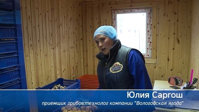 На Вологодчине массово пошли грибы