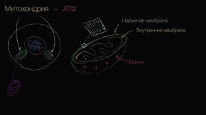 Митохондрия (видео 7)   Строение клетки   Биология.mp4