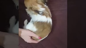 Многоразовые пеленки для собак