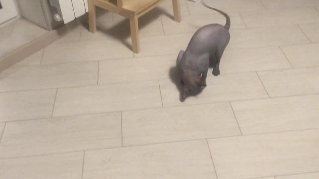 Шар из кошачьей мяты - как он действует
