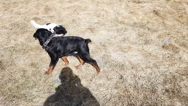 Ротвейлер Ральф против Била 😱 первый бой 🥊😁 смотреть онлайн
