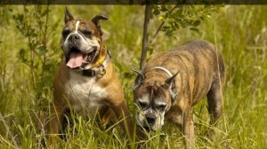Породы собак - Боксер. [Boxer (Dog Breed)]