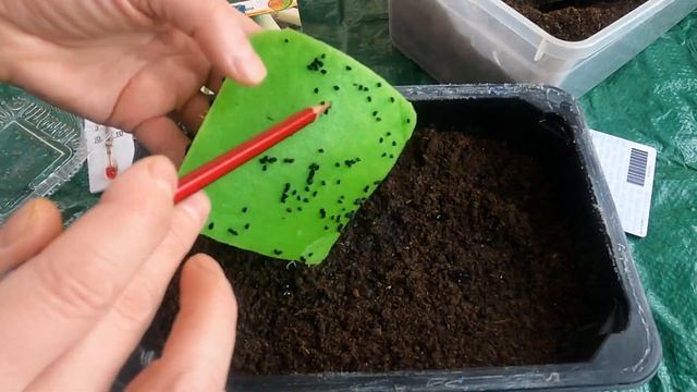 Посев лука порей на рассаду | Лучшие слота лука порей | Как рассчитать сроки посева лука порея смотреть онлайн