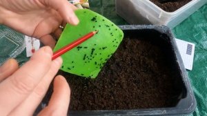 Посев лука порей на рассаду | Лучшие слота лука порей | Как рассчитать сроки посева лука порея