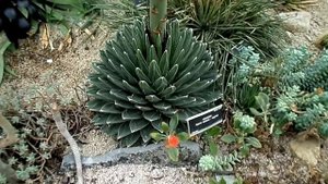Agave victoriae-reginae in HUGE terminal Flower Spike
