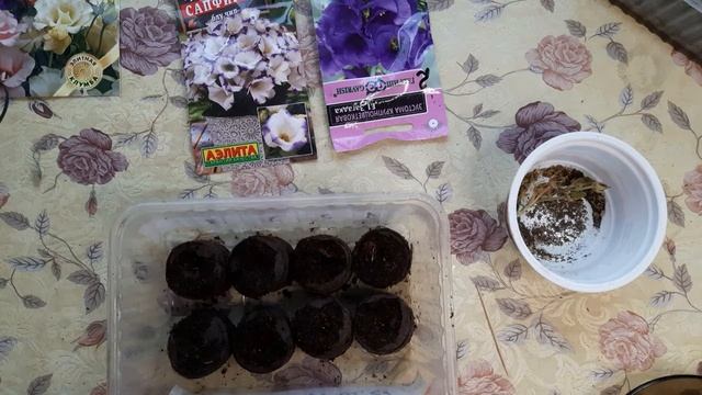 Эустома ирландская роза Несколько способов посева Эксперимент смотреть онлайн