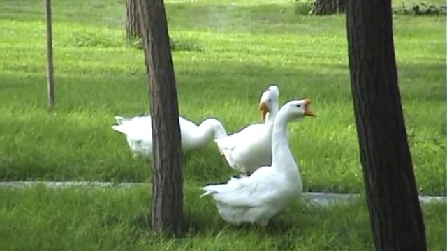 Посольство России в Пекине.mpg смотреть онлайн