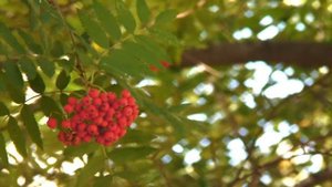 ФУТАЖИ ОСЕНИ ГРОЗДЬ РЯБИНЫ mountain ash red HD