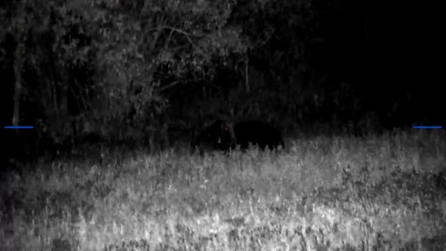 Охота на овсах. Большой медведь #hunting #охота #bear #реальнаяохота #охотанамедведя