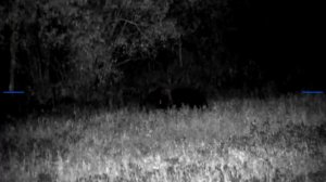 Охота на овсах. Большой медведь #hunting #охота #bear #реальнаяохота #охотанамедведя