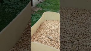 Зернодробилка самодельная.