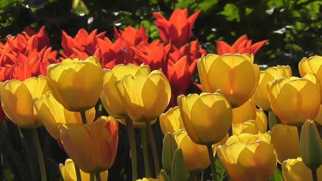 Красивая расслабляющая музыка ПИАНИНО Музыка для СНА, Спокойная музыка, Романтическая музыка смотреть онлайн