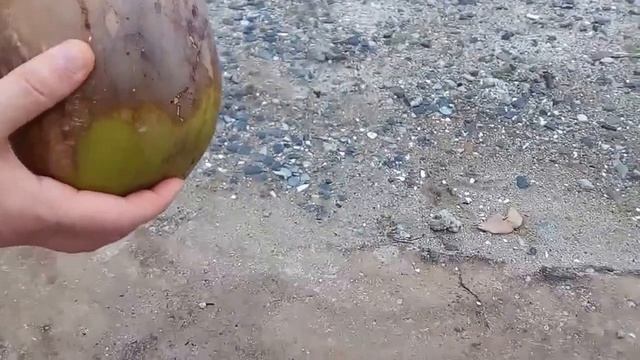 КАК ОТКРЫТЬ КОКОС| |Добыча кокосового ореха Нячанг ВЬЕТНАМ смотреть онлайн