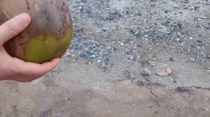 КАК ОТКРЫТЬ КОКОС| |Добыча кокосового ореха Нячанг ВЬЕТНАМ