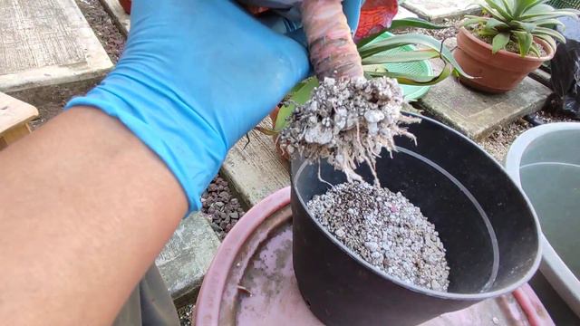 Echeveria Afterglow lista para recibir más sustrato смотреть онлайн