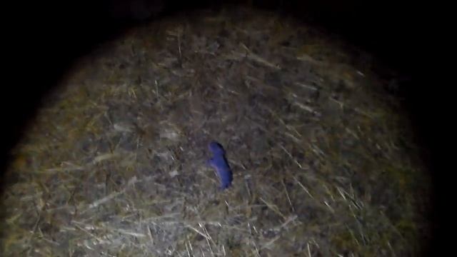 А если в норе сдохнет кролик?Или видео ответ на вопрос ,как достать дохлого кролика из норы. смотреть онлайн