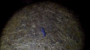 А если в норе сдохнет кролик?Или видео ответ  на вопрос ,как достать дохлого кролика из норы.