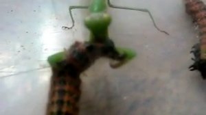 БОГОМОЛ ВИДЕО  Видео про богомолов  Видео про богомола  Богомол самец или самка  КАНАЛ ПРО ЖИВОТНЫХ