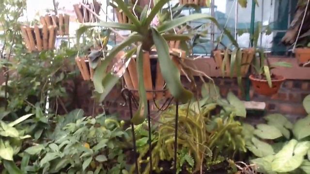 Vườn sân thượng xuân Đinh Dậu смотреть онлайн