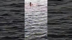 Нападение акулы на человека в Хургаде