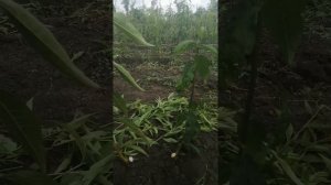 Подвой ап1. Антивор.