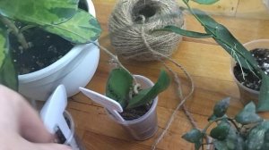 Хойи.Мои ошибки при их выращивании.