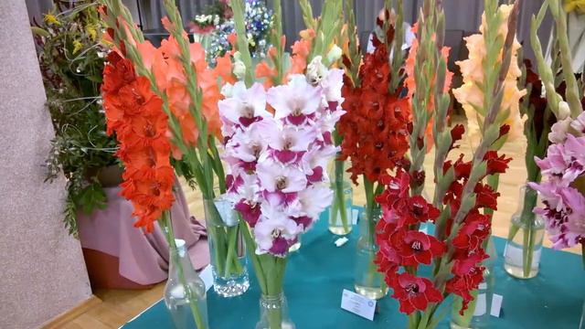 Rybnik 2017 medzinárodná výstava Gladiol  Exhibition of gladiolus