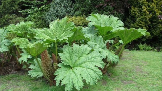 Widowiskowa gunnera olbrzymia (Gunnera manicata, Chilean rhubarb)- największa bylina świata смотреть онлайн