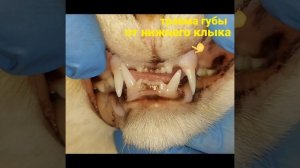 Удаление клыка у кота. Травматическая окклюзия, нижний левый клык (304 зуб) травмировал губу.