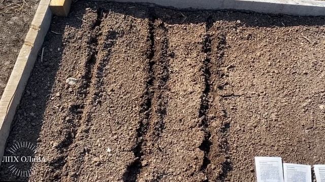 Какую морковь я сею в этом году смотреть онлайн