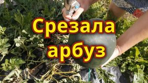 Выросли ли арбузы  у меня в 2021 году?