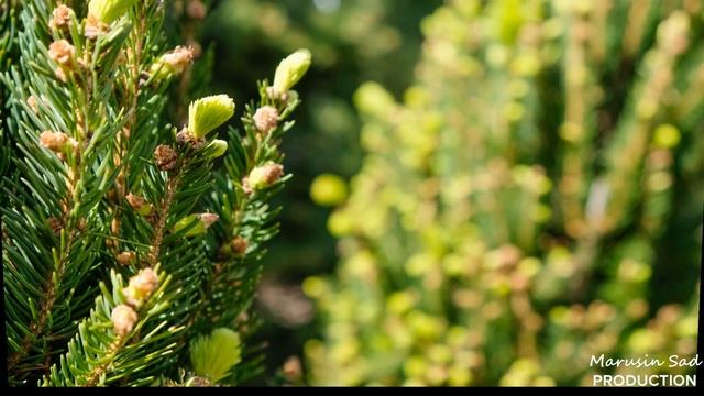 Садовый Центр "Марусин Сад" - Ель смотреть онлайн
