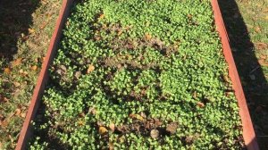 Приспособление для быстрой посадки чеснока!