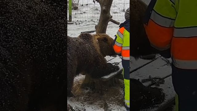 Медведь Мансур - Mansur the Bear (Что там покажи??!)